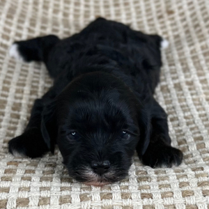 Cavapoo Puppy Stephanie