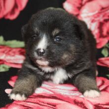 Pomsky Puppy Batman