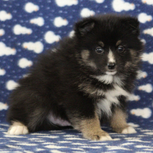 Pomsky Puppy Batman