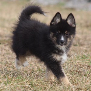 Pomsky Puppy Batman