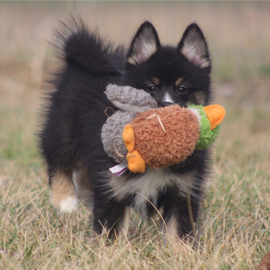 Pomsky Puppy Batman