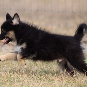 Pomsky Puppy Batman