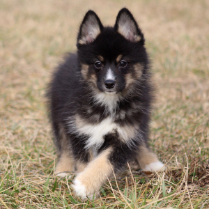 Pomsky Puppy Batman