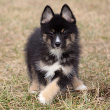 Pomsky Puppy Batman