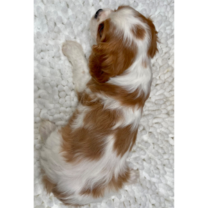 Cavalier King Charles Spaniel Puppy Michelle