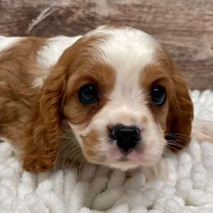 Cavalier King Charles Spaniel Puppy Michelle