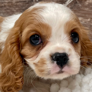 Cavalier King Charles Spaniel Puppy Michelle