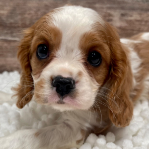 Cavalier King Charles Spaniel Puppy Michelle