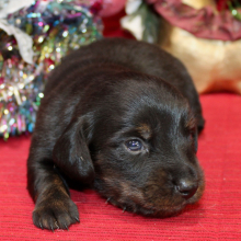 Dachshund Puppy Ayla