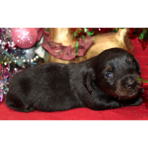 Dachshund Puppy Ayla