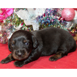 Dachshund Puppy Ayla