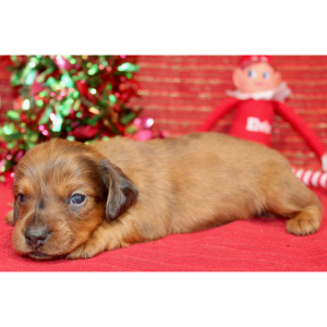 Dachshund Puppy Grace