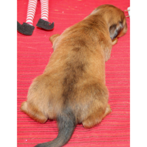 Dachshund Puppy Grace