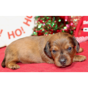 Dachshund Puppy Grace