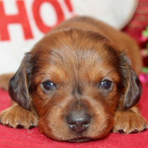 Dachshund Puppy Grace
