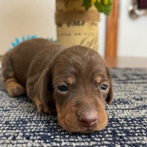 Dachshund Puppy Lacy
