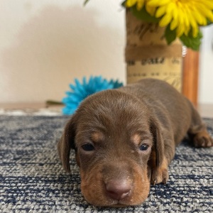 Dachshund Puppy Lacy