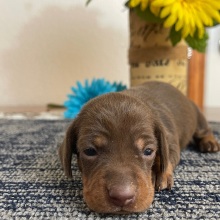 Dachshund Puppy Lacy