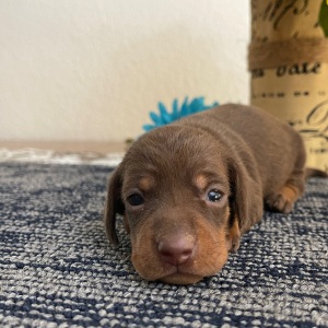 Dachshund Puppy Lacy