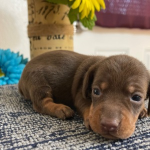 Dachshund Puppy Lacy