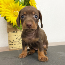 Dachshund Puppy Lacy