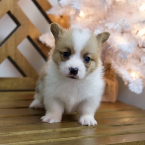 Pembroke Welsh Corgi Puppy Weston