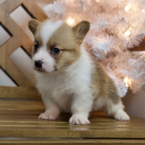 Pembroke Welsh Corgi Puppy Weston