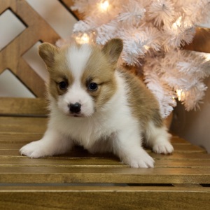 Pembroke Welsh Corgi Puppy Weston