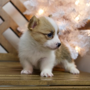 Pembroke Welsh Corgi Puppy Weston