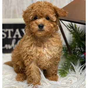 Poodle Puppy Bryant