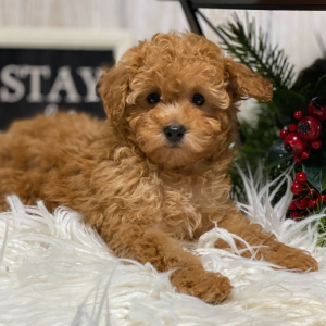 Poodle Puppy Bryant