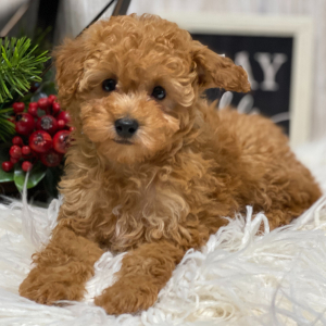 Poodle Puppy Bryant