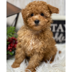 Poodle Puppy Bryant