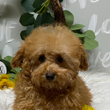 Poodle Puppy Bryant