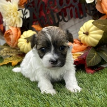 Havanese Puppy Zoe