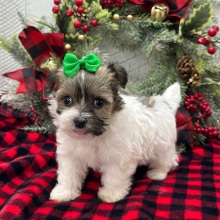 Havanese Puppy Zoe