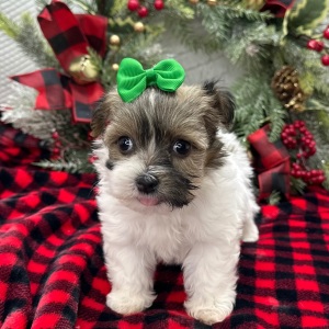 Havanese Puppy Zoe