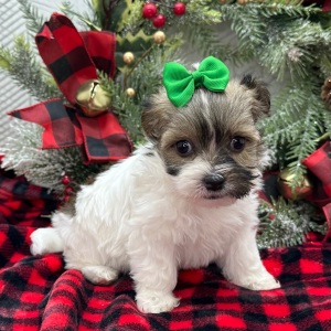 Havanese Puppy Zoe