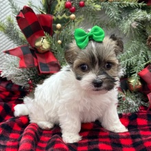 Havanese Puppy Zoe