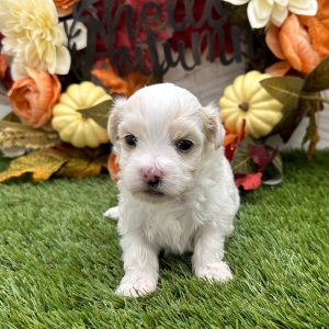 Havanese Puppy Zandra