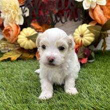 Havanese Puppy Zandra