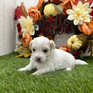 Havanese Puppy Zandra