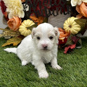 Havanese Puppy Zandra