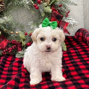 Havanese Puppy Zandra