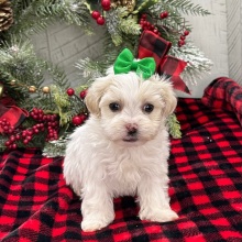 Havanese Puppy Zandra