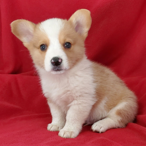 Pembroke Welsh Corgi Puppy Disco