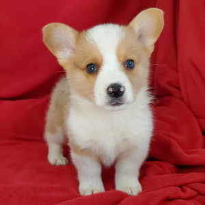 Pembroke Welsh Corgi Puppy Disco