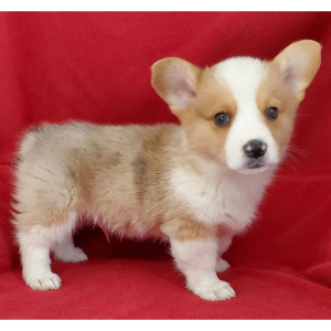 Pembroke Welsh Corgi Puppy Disco
