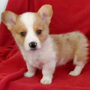 Pembroke Welsh Corgi Puppy Disco