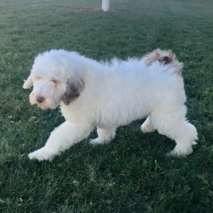 Labradoodle Puppy Charlie